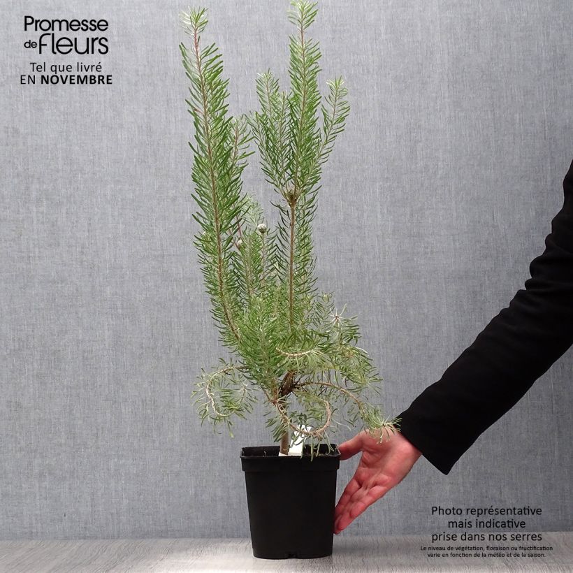 Ejemplar de Leucadendron galpinii Carlin Maceta 3L/4L entregado en otoño
