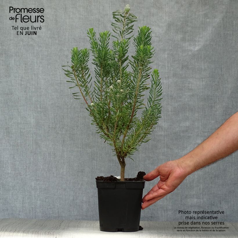 Ejemplar de Leucadendron galpinii Purple Haze Maceta 3L/4L entregado en verano