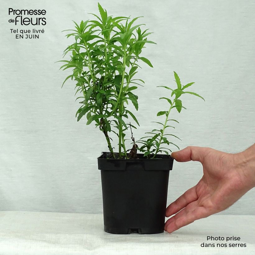 Ejemplar de Leucanthemella serotina Maceta 2L/3L entregado en verano