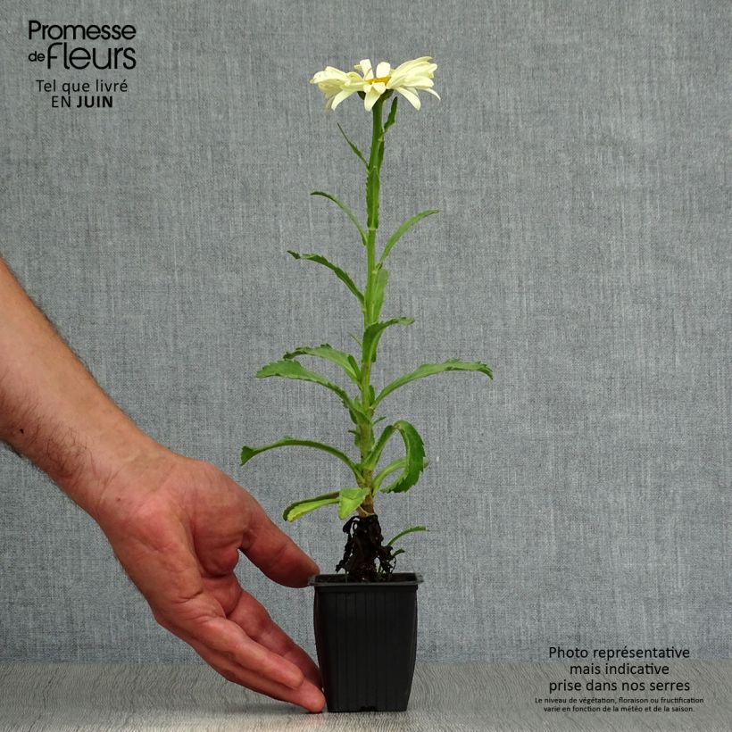 Ejemplar de Margarita Reina Banana Cream - Leucanthemum superbum Maceta de 7/8 cm entregado en verano