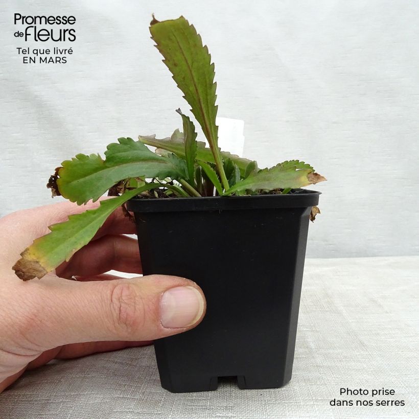 Margarita Reina Polaris - Leucanthemum superbum Maceta de 8/9 cm Ejemplar entregado en la primavera