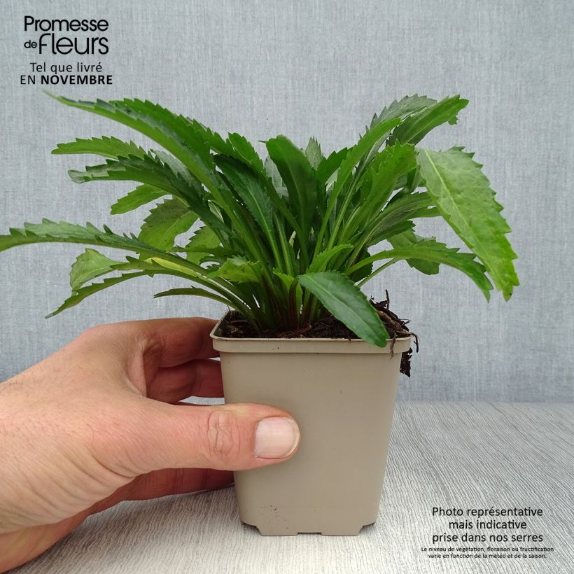 Ejemplar de Margarita Reina Real Neat - Leucanthemum superbum Maceta de 8/9 cm entregado en otoño