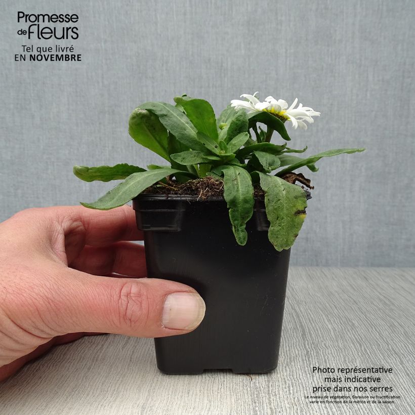 Ejemplar de Margarita Reina Etoile d'Anvers - Leucanthemum superbum Maceta de 7/8 cm entregado en otoño