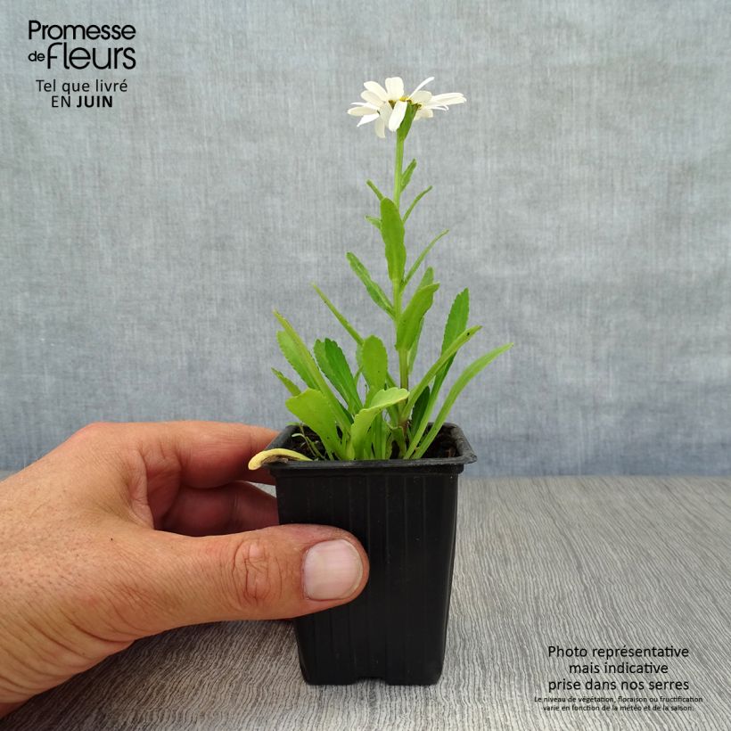 Ejemplar de Margarita Reina Etoile d'Anvers - Leucanthemum superbum Maceta de 7/8 cm entregado en verano