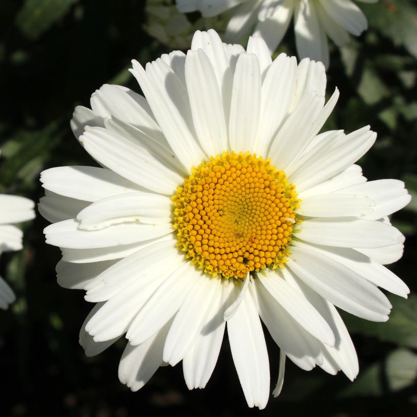 Margarita Reina Alaska - Leucanthemum superbum (Floración)