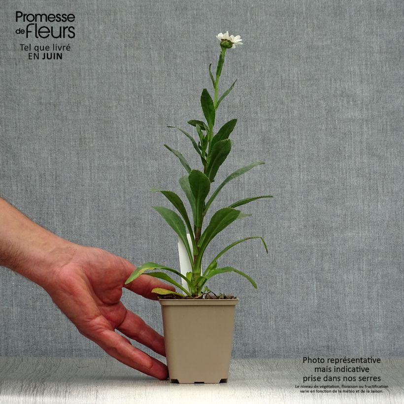 Ejemplar de Margarita Reina Becky - Leucanthemum superbum Maceta de 8/9 cm entregado en verano