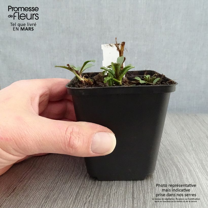 Margarita Reina Gruppenstolz - Leucanthemum superbum Maceta de 8/9 cm Ejemplar entregado en la primavera