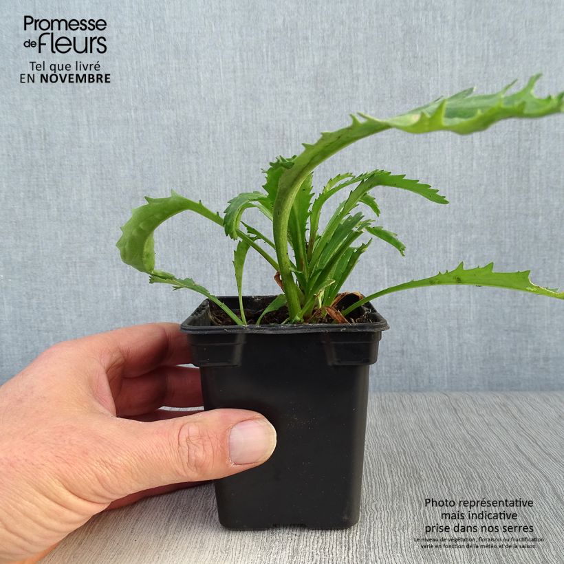 Ejemplar de Margarita Reina Wirral Supreme - Leucanthemum superbum Maceta de 7/8 cm entregado en otoño