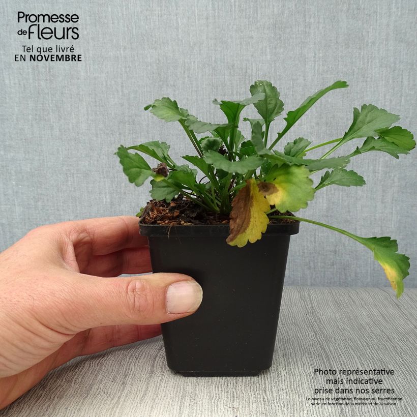 Ejemplar de Leucanthemum vulgare Maikonigin - Margarita mayor Maceta de 8/9 cm entregado en otoño