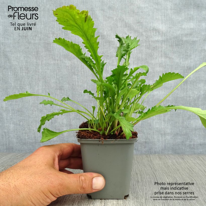 Ejemplar de Leucanthemum vulgare Maikonigin - Margarita mayor Maceta de 8/9 cm entregado en verano