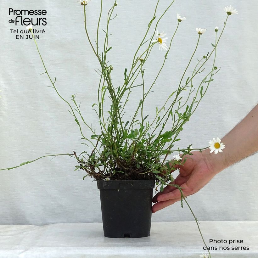 Ejemplar de Leucanthemum vulgare - Margarita mayor Maceta 2L/3L entregado en verano