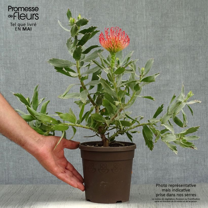 Leucospermum Carnival Red - Pelote d'épingles Pot de 2L/3L Ejemplar entregado en la primavera