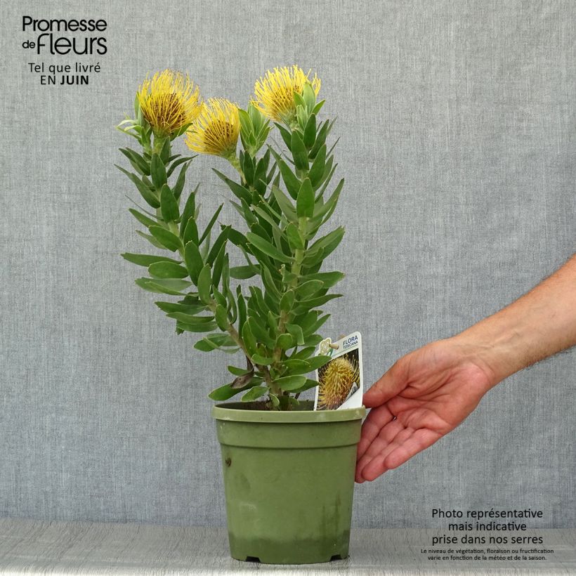 Ejemplar de Leucospermum Yellow Carnival - Pelote d'épingles Jaune Pot de 2L/3L entregado en verano
