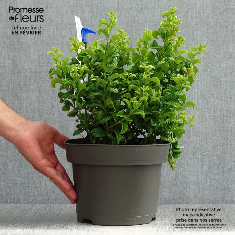 Ejemplar de Leucothoe axillaris Curly Gold Maceta 2L/3L entregado en otoño