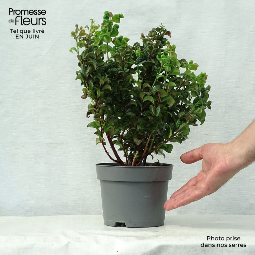 Ejemplar de Leucothoe axillaris Curly Red en pot de 2L/3L entregado en verano