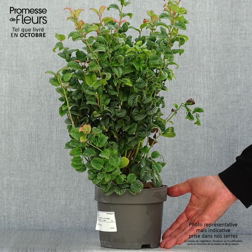 Ejemplar de Leucothoe axillaris Curly Red Maceta 2L/3L entregado en otoño