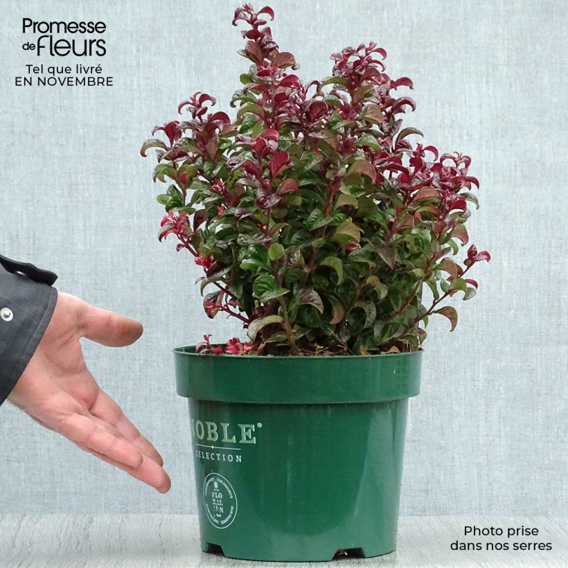 Ejemplar de Leucothoe axillaris Twisting Red Maceta 3L/4L entregado en otoño
