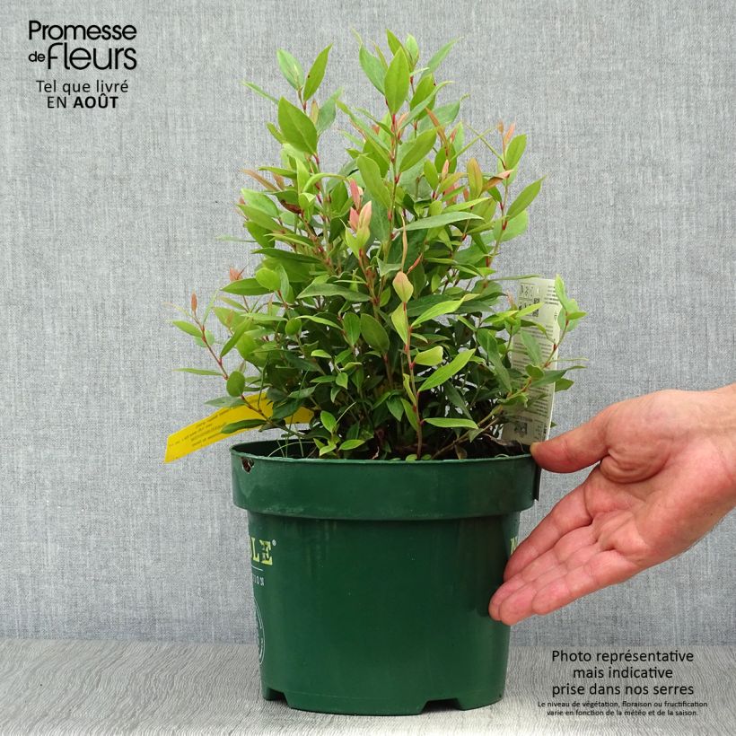 Ejemplar de Leucothoe fontanesiana Little Flames en pot de 2l/3l entregado en verano