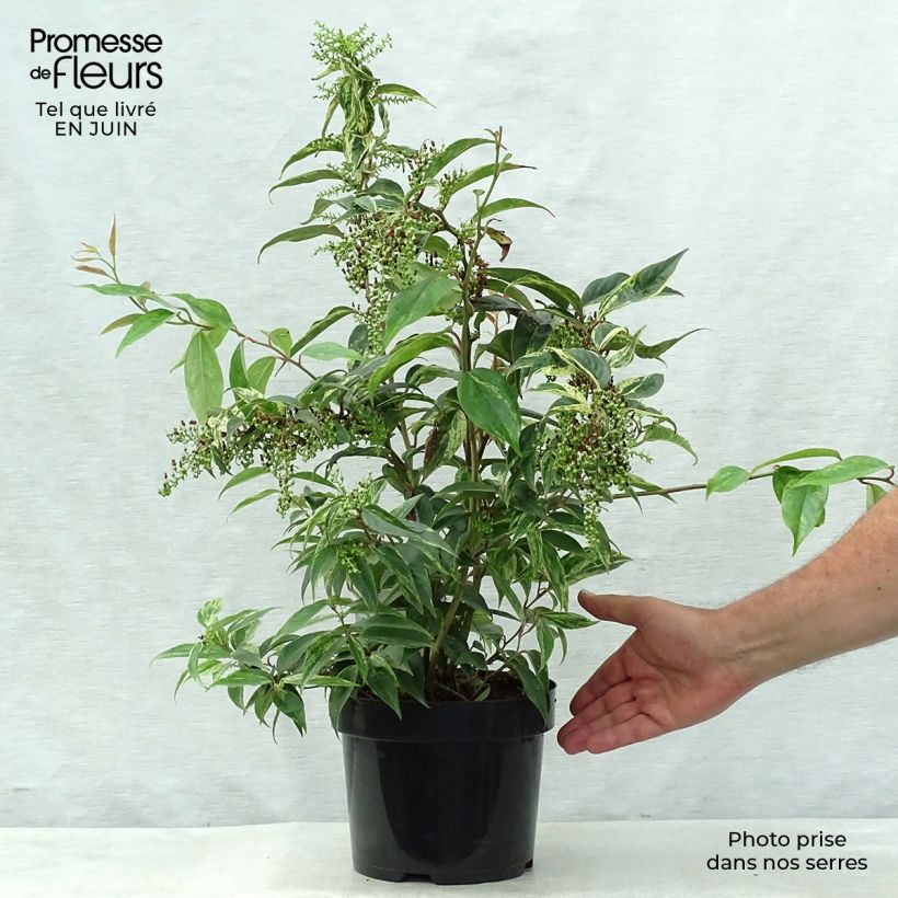 Ejemplar de Leucothoe fontanesiana Rainbow en pot de 2/3L entregado en verano