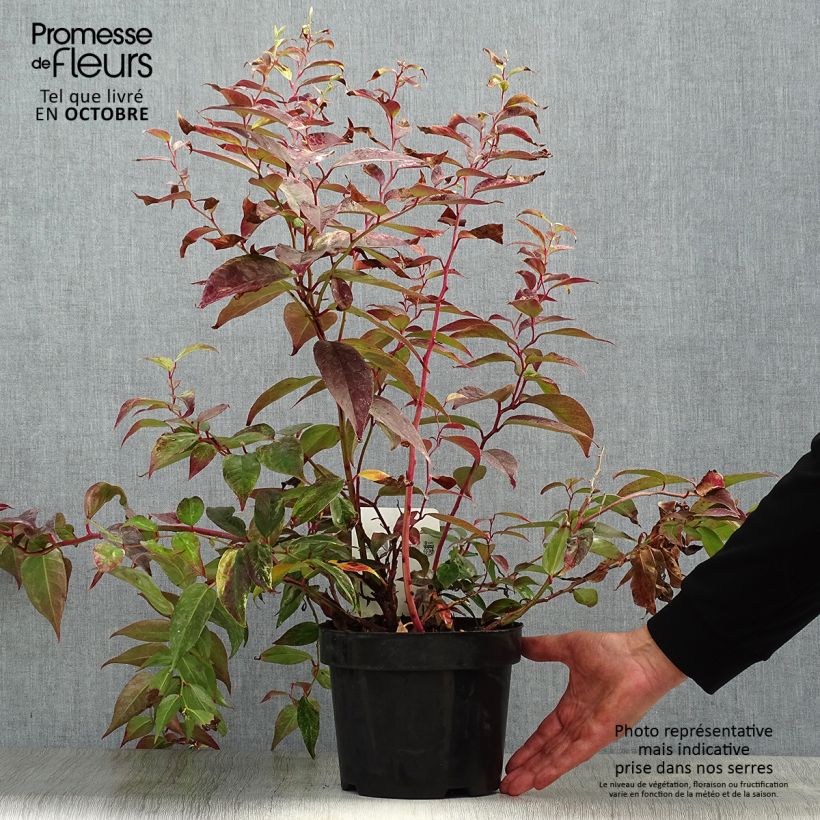 Ejemplar de Leucothoe fontanesiana Rainbow Maceta 2L/3L entregado en otoño