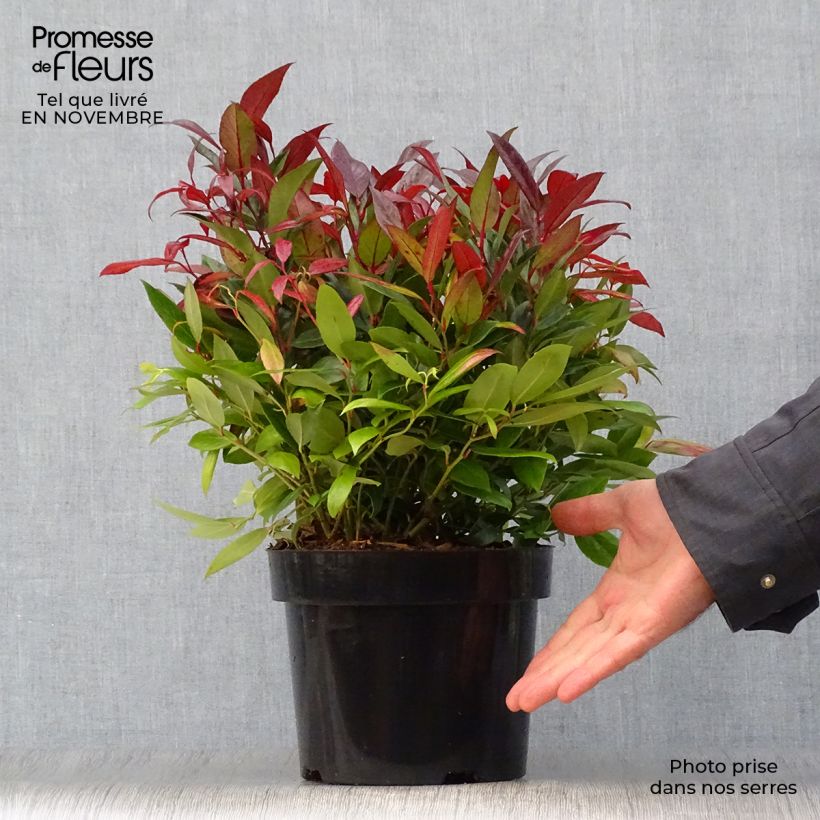 Ejemplar de Leucothoe fontanesiana Scarletta Maceta 2L/3L entregado en otoño