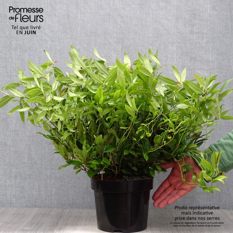 Ejemplar de Leucothoe fontanesiana Scarletta en pot de 3L entregado en verano