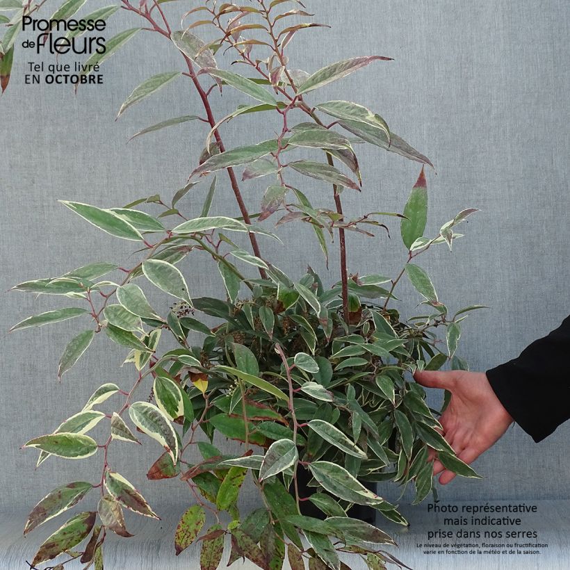 Ejemplar de Leucothoe fontanesiana Whitewater Maceta 2L/3L entregado en otoño