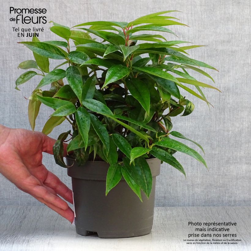 Ejemplar de Leucothoe fontanesiana Zebonard Maceta 2L/3L entregado en verano