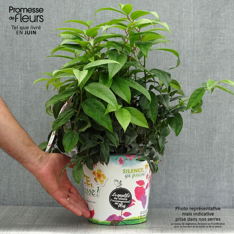 Ejemplar de Leucothoe fontanesiana Dark Diamond Maceta 4L/5L entregado en verano