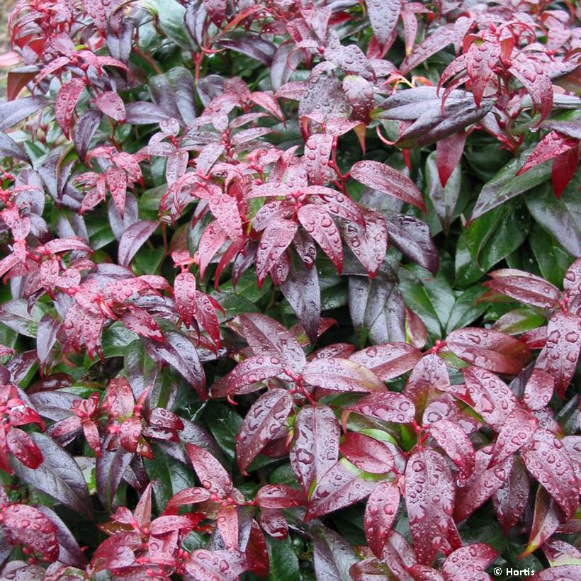 Leucothoe fontanesiana Dark Diamond (Follaje)