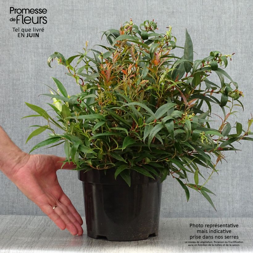 Ejemplar de Leucothoe keiskei Burning Love Pot de 2L/3L entregado en verano