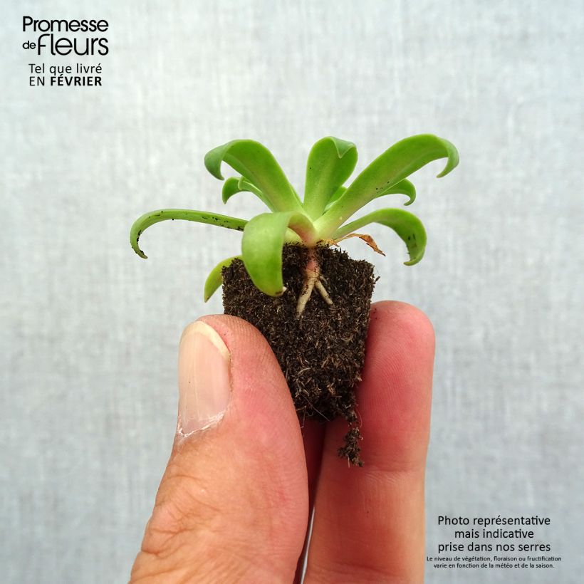 Ejemplar de Lewisia cotyledon Ruby Red minicepellón: Ø 1,5/2,5 cm entregado en otoño