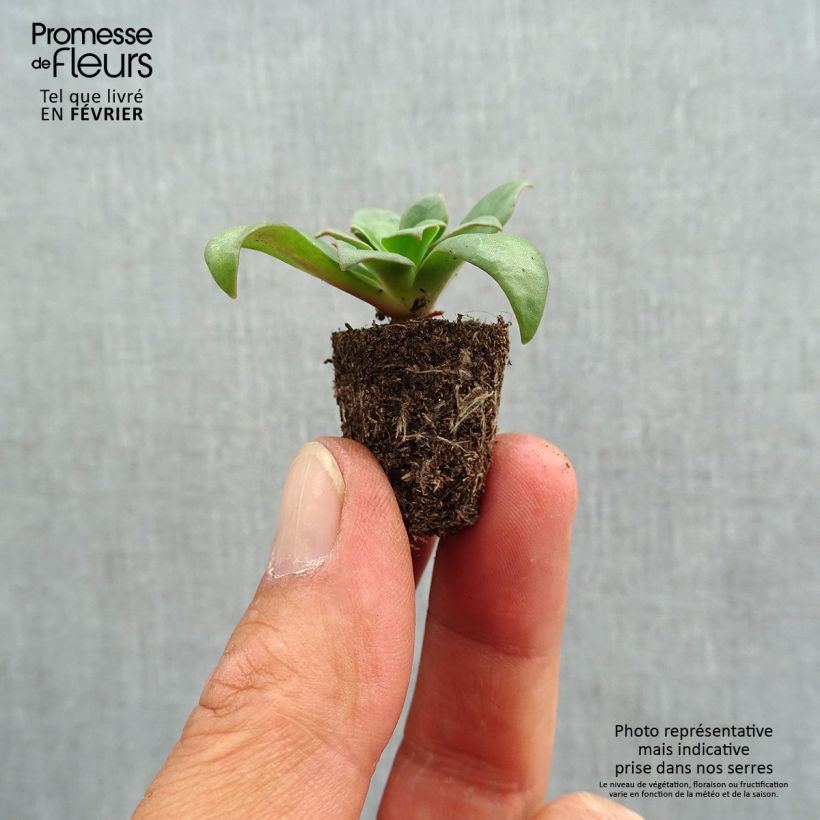 Ejemplar de Lewisia cotyledon Elise Mix minicepellón: Ø 1,5/2,5 cm entregado en otoño