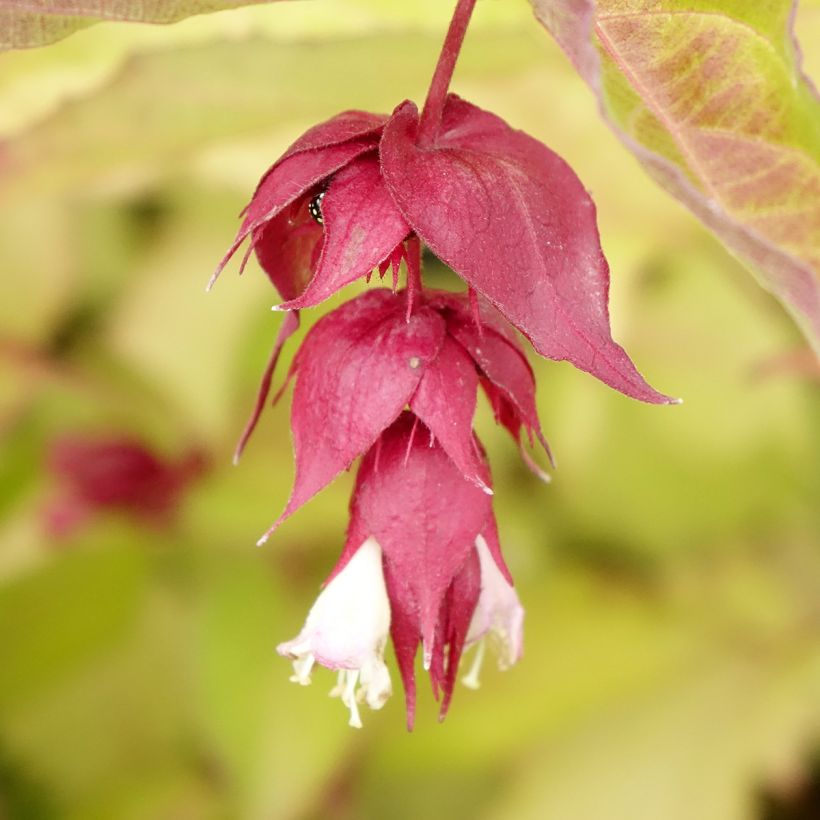 Leycesteria formosa Golden Lanterns - Madreselva del Himalaya (Floración)