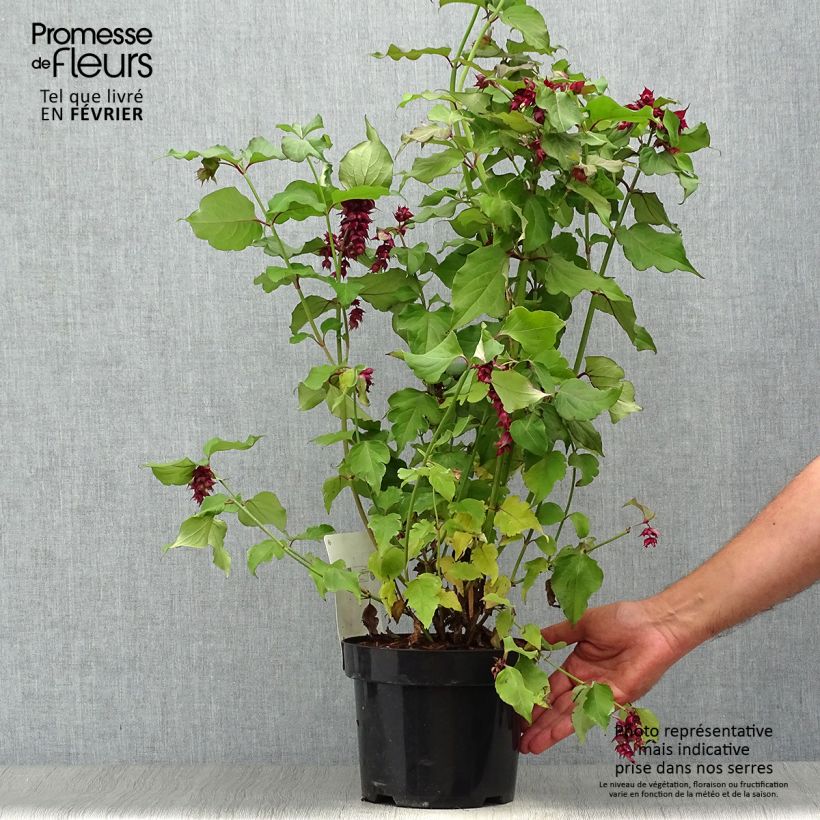 Ejemplar de Leycesteria formosa Purple Rain - Madreselva del Himalaya Maceta 2L/3L entregado en otoño