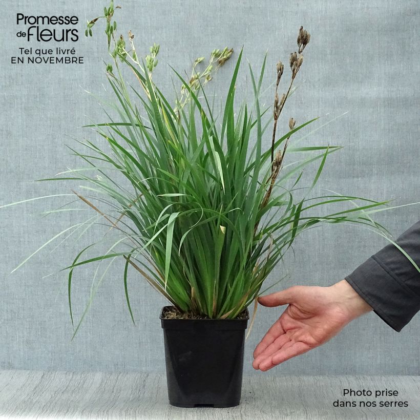 Ejemplar de Libertia sessiliflora Caerulescens Maceta 2L/3L entregado en otoño