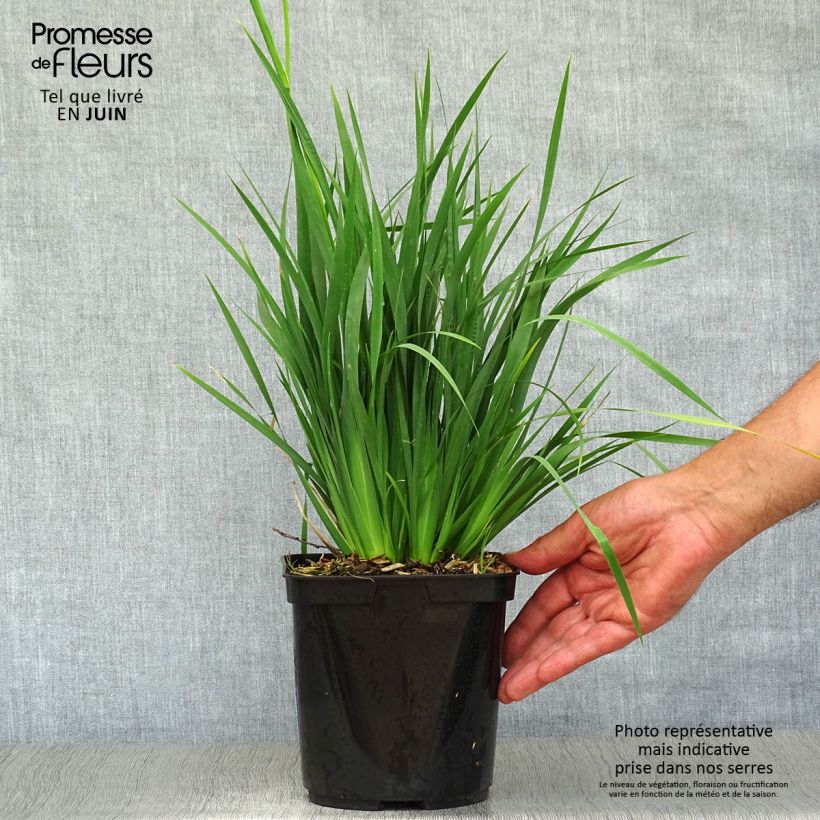 Ejemplar de Libertia sessiliflora Caerulescens Maceta 2L/3L entregado en verano