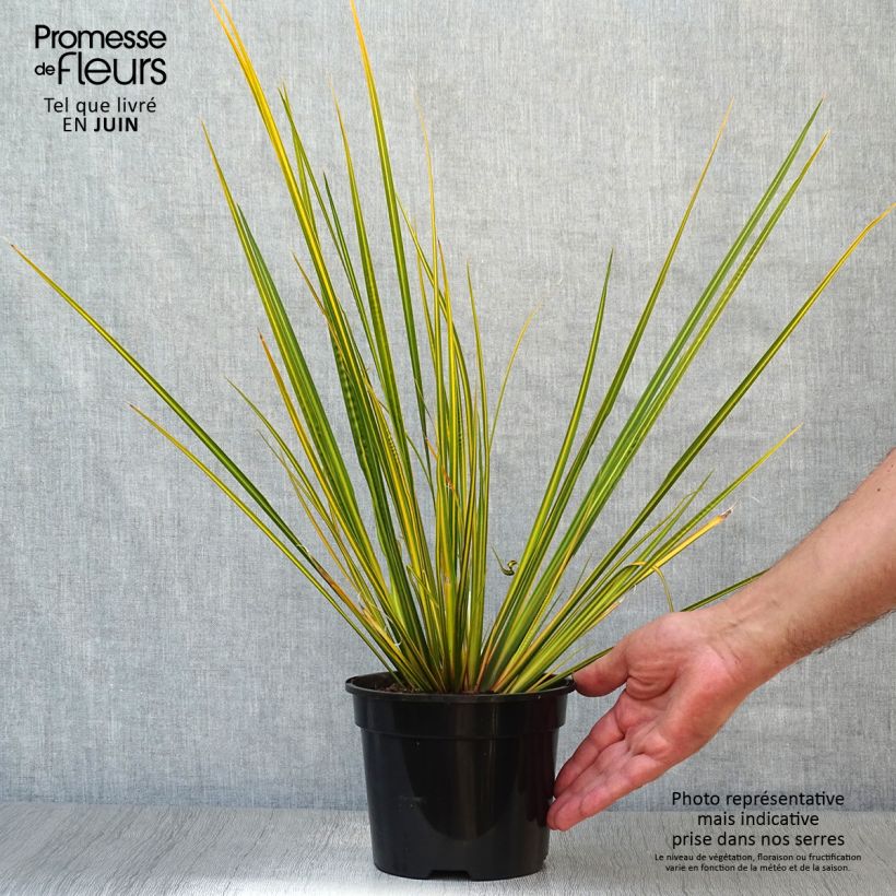 Ejemplar de Libertia ixioides Goldfinger Pot de 2L/3L entregado en verano