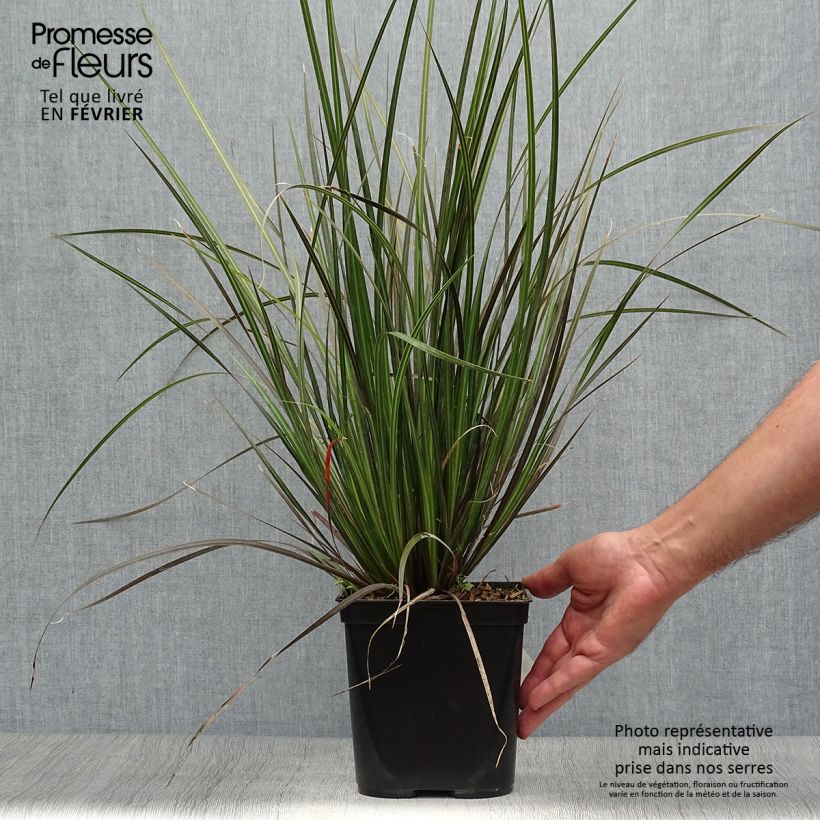 Ejemplar de Libertia ixioides Taupo Sunset Maceta 2L/3L entregado en otoño