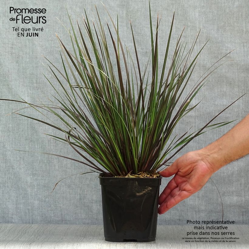Ejemplar de Libertia ixioides Taupo Sunset - Iris de Nouvelle-Zélande Pot de 2L/3L entregado en verano
