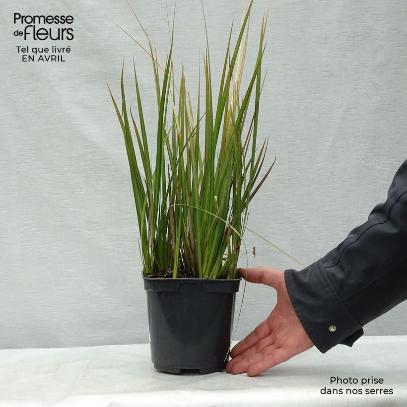 Libertia peregrinans - Iris de Nouvelle-Zélande - Pot de 2/3L Ejemplar entregado en la primavera