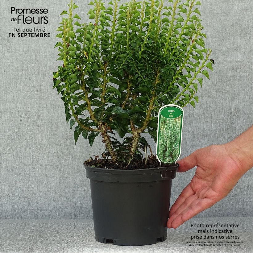 Ejemplar de Hiedra Erecta Maceta 2L/3L entregado en otoño