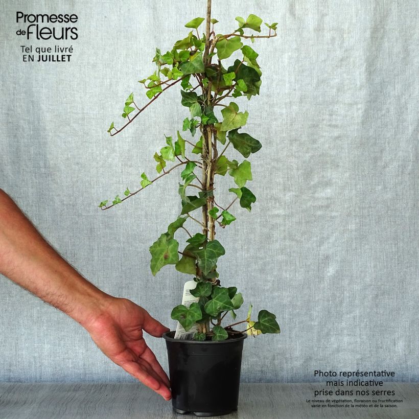 Ejemplar de Hiedra irlandesa - Hedera hibernica Maceta 1L/1,5LAltura de entrega aprox. 40/60cm entregado en verano