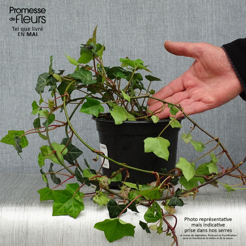 Hiedra irlandesa - Hedera hibernica Maceta 2L/3LAltura de entrega aprox. 60/80cm Ejemplar entregado en la primavera
