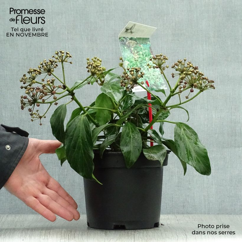 Ejemplar de Hiedra de Persia Arborescens Maceta 2L/3L entregado en otoño
