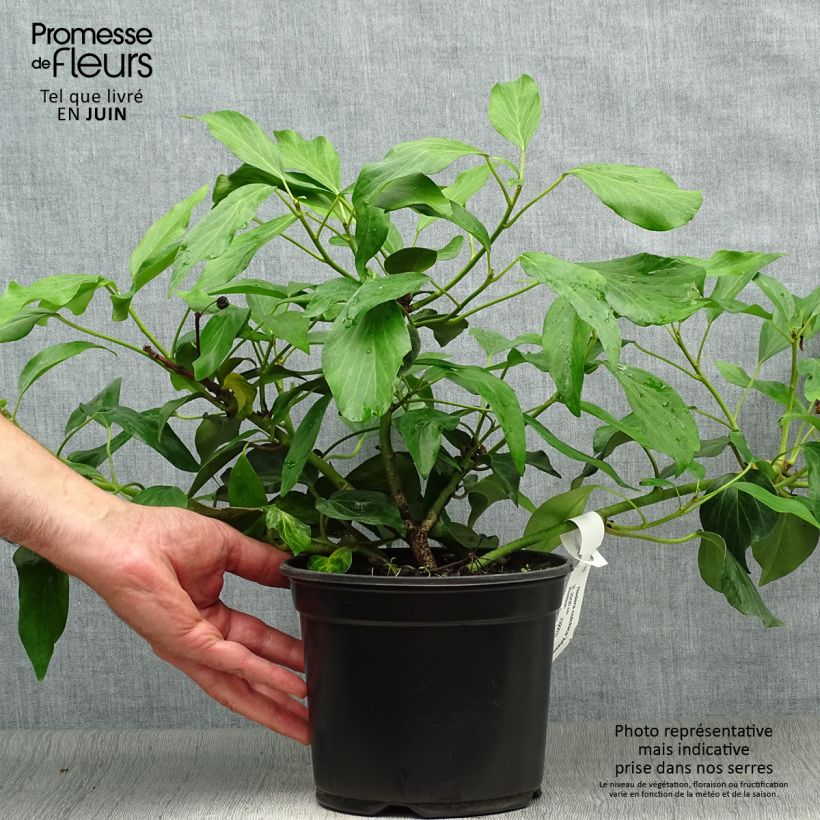 Ejemplar de Hiedra de Persia Arborescens Maceta 2L/3LAltura de entrega aprox. 20cm entregado en verano