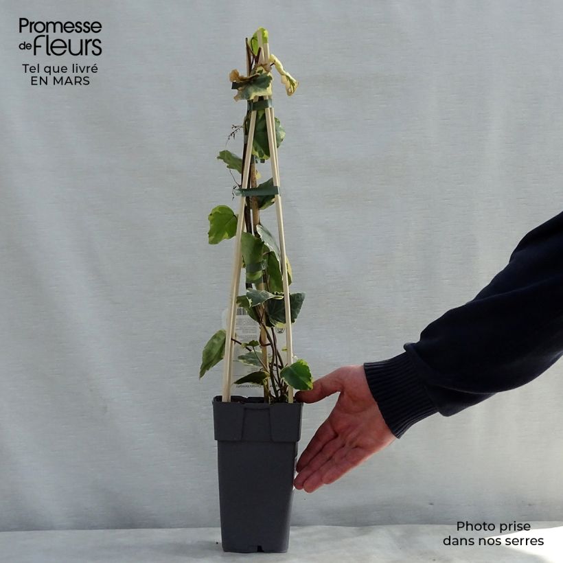 Hiedra de Persia Dentata Variegata Maceta 1L/1,5LAltura de entrega aprox. 60cm Ejemplar entregado en la primavera