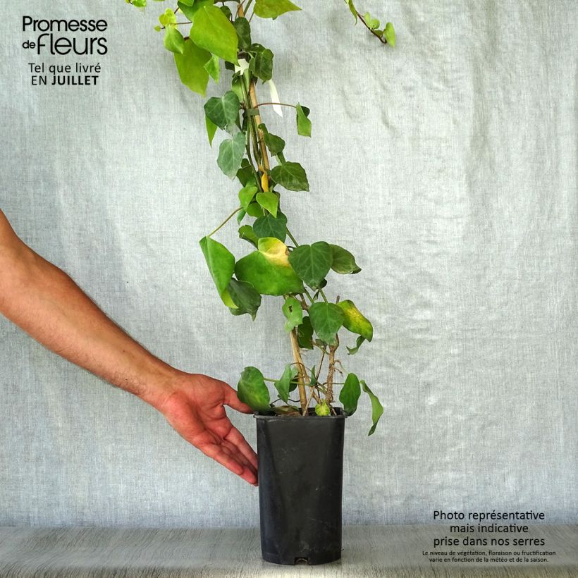 Ejemplar de Hiedra de Persia - Hedera colchica Maceta 2L/3LAltura de entrega aprox. 30/40cm entregado en verano