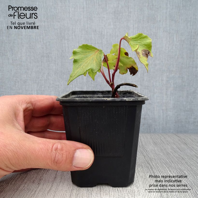 Ejemplar de Hiedra Green Ripple Maceta de 8/9 cm entregado en otoño