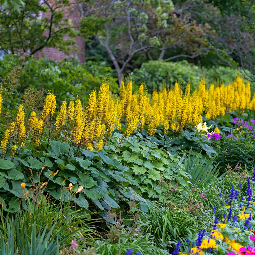 Ligularia stenocephala Little Rocket (Porte)